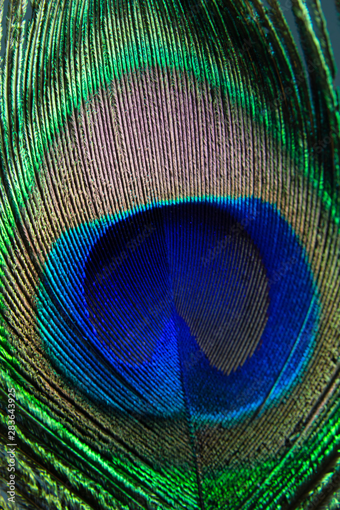 Obraz premium peacock feather