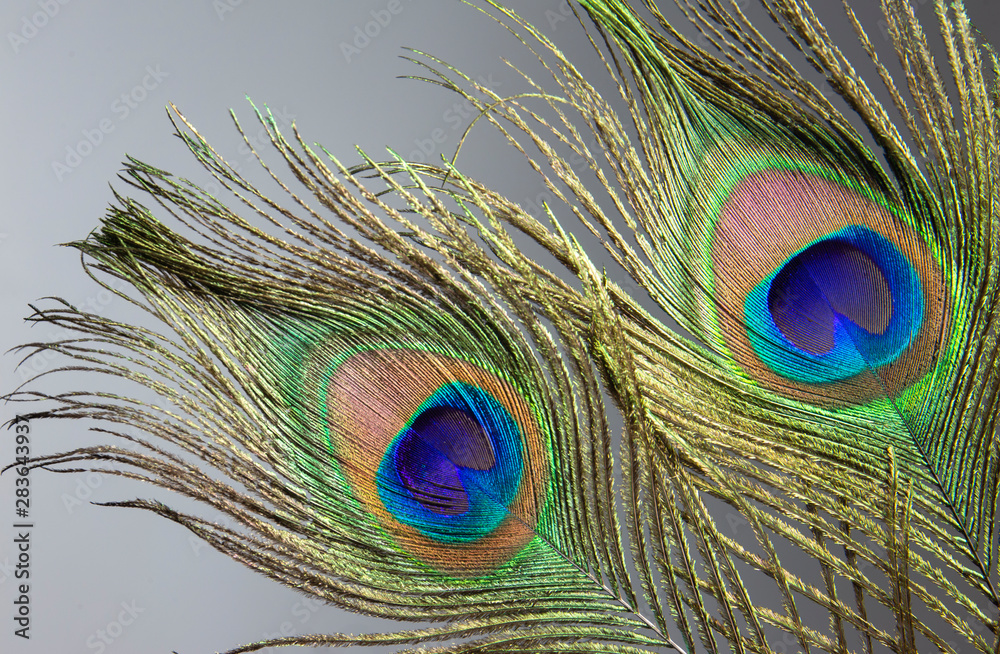 Naklejka premium peacock feather