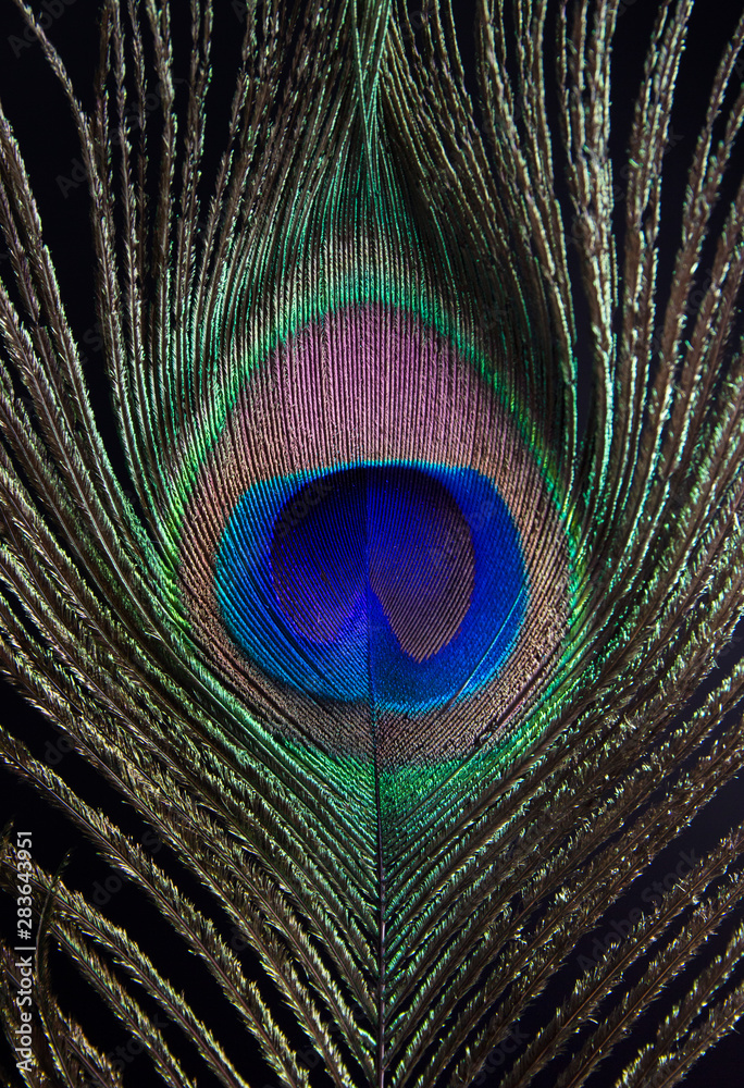 Obraz premium peacock feather 