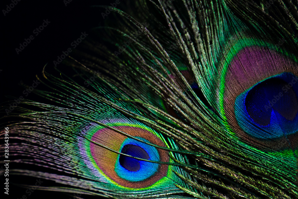 Obraz premium peacock feather 