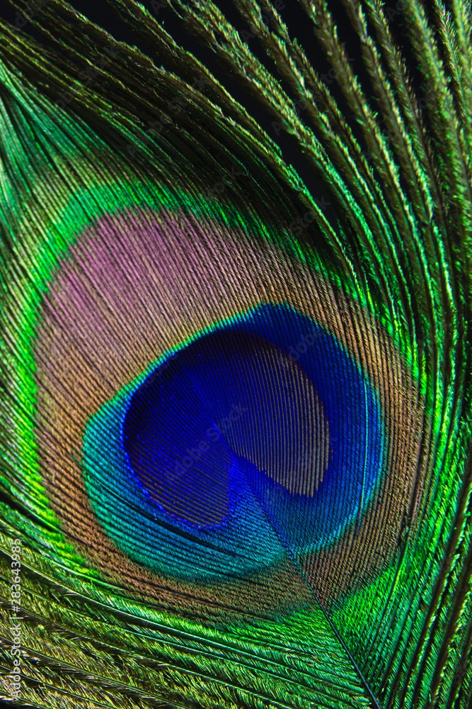 Obraz premium peacock feather 