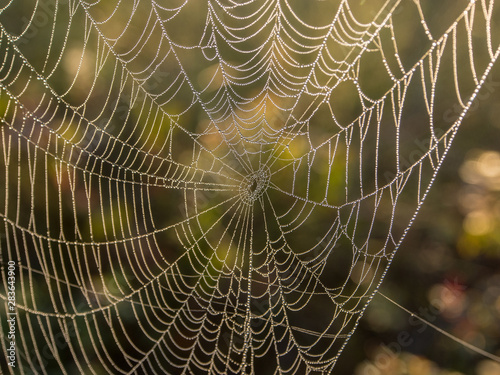 spider web in the morning light