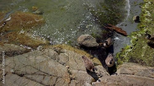 wild ducks eat seaweed in the pacific ocean. photo