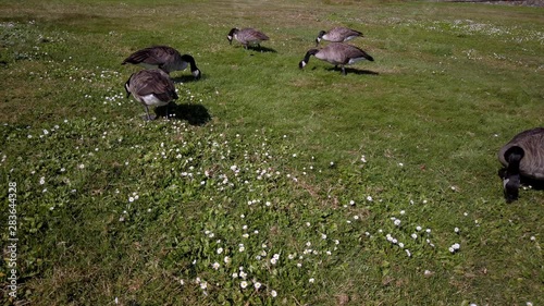 Wild ducks eat grass and flowers in canadian park. photo