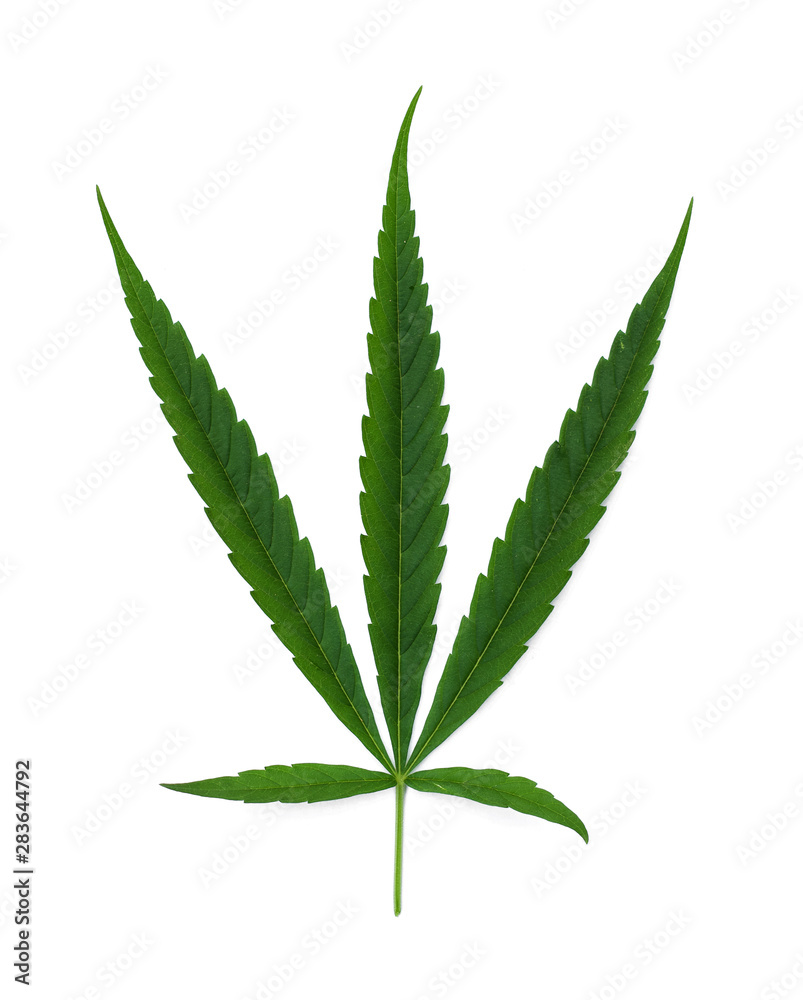 green leaf cannabis isolate on white background