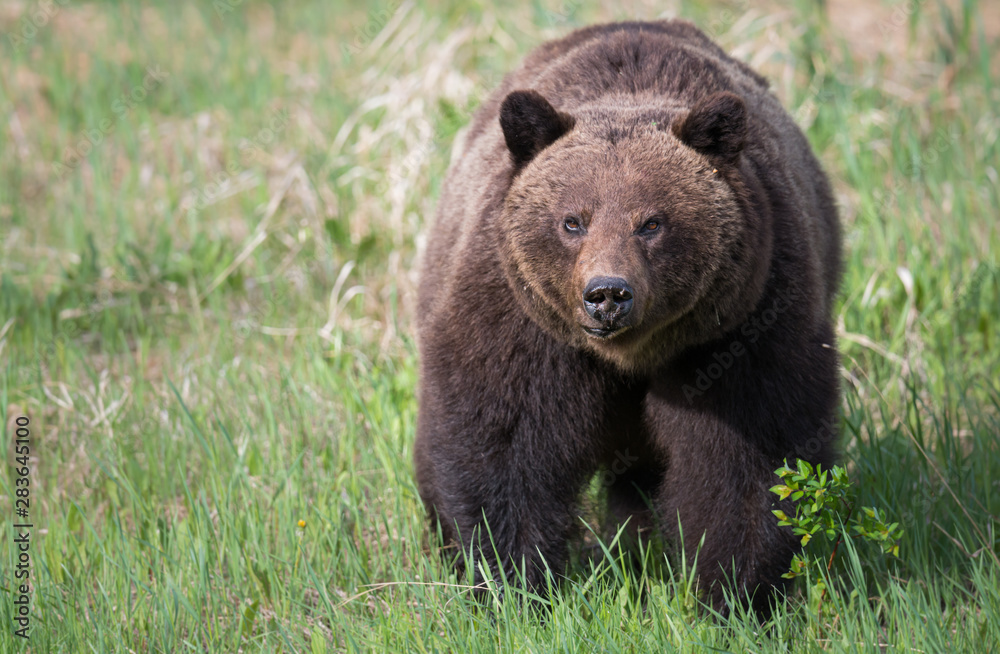 Grizzly bears during mating season in the wild