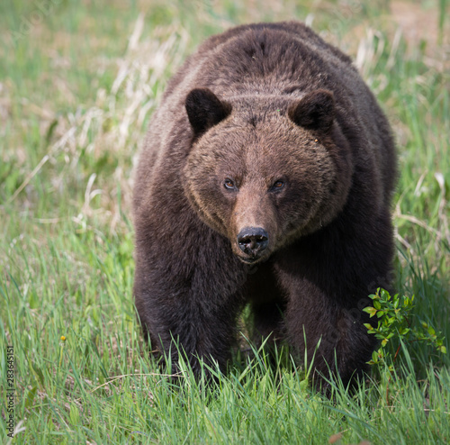 Grizzly bears during mating season in the wild © Jillian