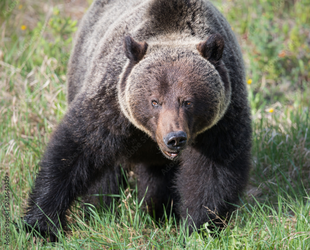 Grizzly bears during mating season in the wild Grizzly bears during mating season in the wild