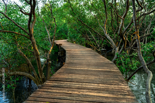 Winding wooden pathway or plank dock in mangrove forest, Natural winding road