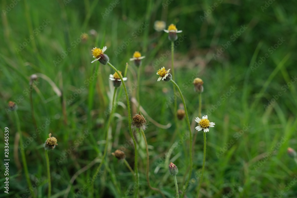 field of flowers field of flowers