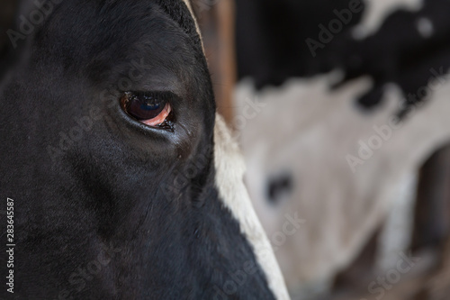 close up de una vaca