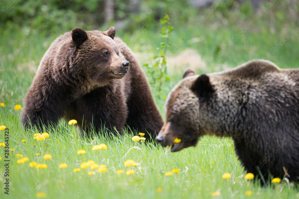 Grizzly bears during mating season in the wild Grizzly bears during mating season in the wild