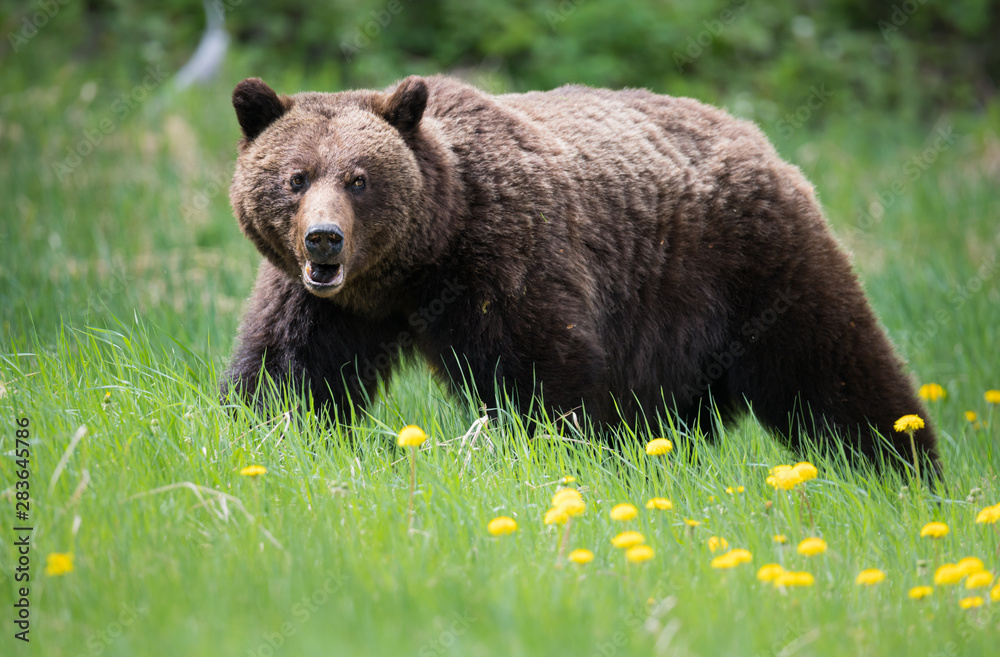 Grizzly bears during mating season in the wild Grizzly bears during mating season in the wild