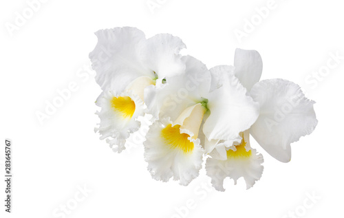 Fototapeta Naklejka Na Ścianę i Meble -  Closeup thai orchid. name is Vanda flower, isolated on white background