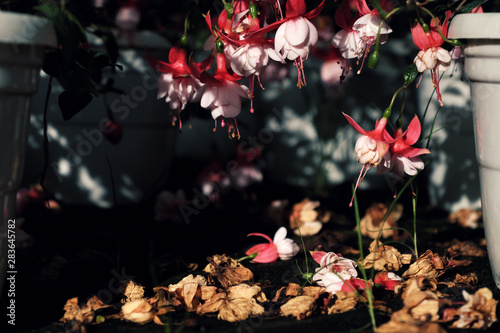 Φωτογραφία pink hardy fuchsia flower blooming and flowers fall in garden