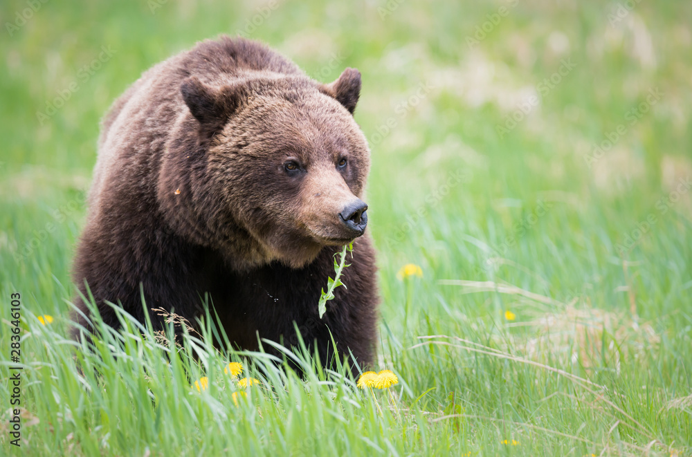 Grizzly bears during mating season in the wild