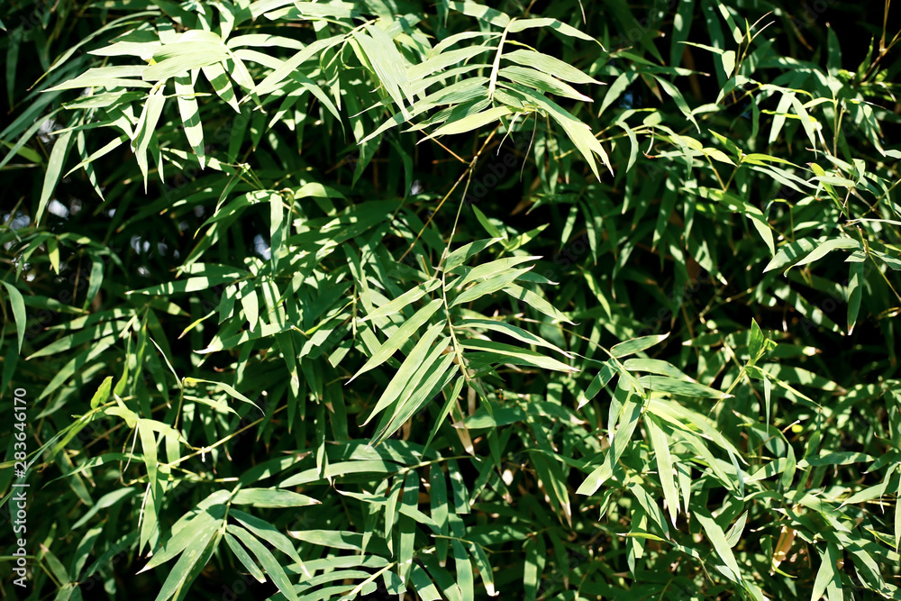 Fototapeta premium Bamboo leaves in park at sunlight.