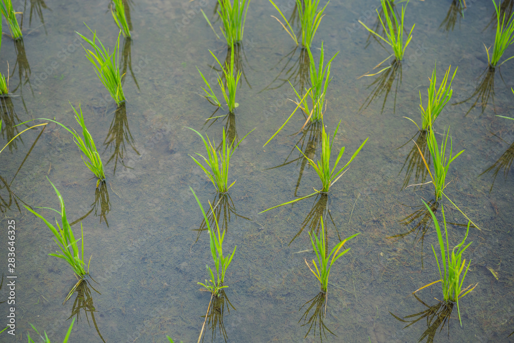 Young shoots of rice in the field Young shoots of rice in the field