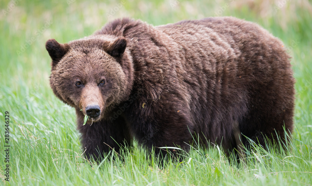 Grizzly bears during mating season in the wild