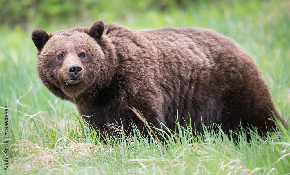 Grizzly bears during mating season in the wild