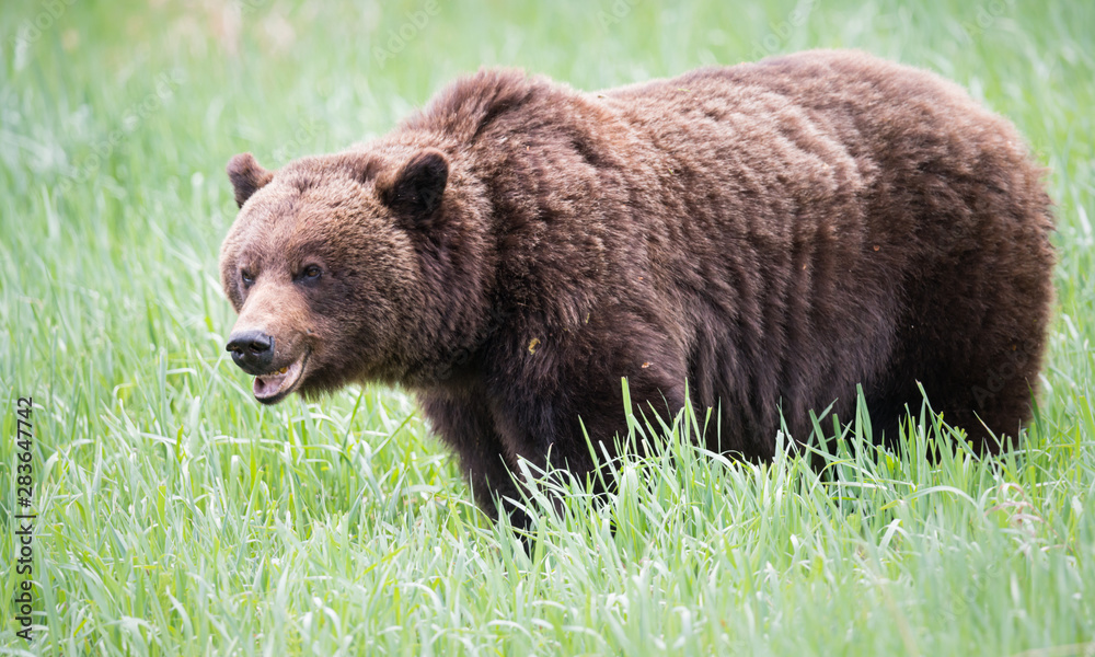 Grizzly bears during mating season in the wild Grizzly bears during mating season in the wild