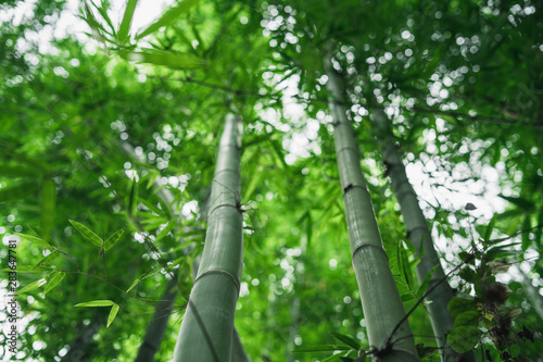 Fresh green bamboo and beautiful bokeh in the forest