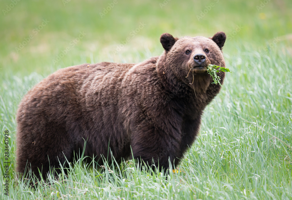 Grizzly bears during mating season in the wild Grizzly bears during mating season in the wild