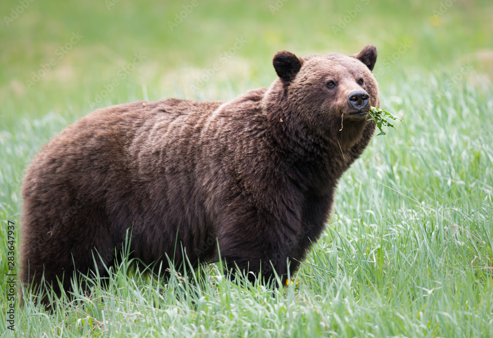 Grizzly bears during mating season in the wild Grizzly bears during mating season in the wild