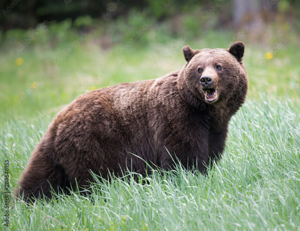 Grizzly bears during mating season in the wild