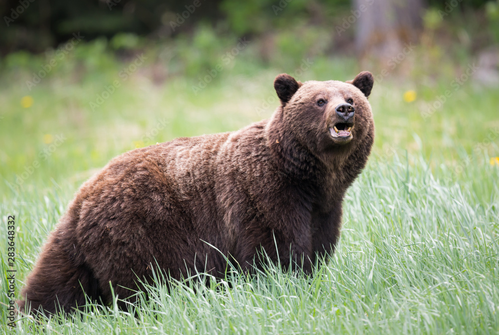 Grizzly bears during mating season in the wild