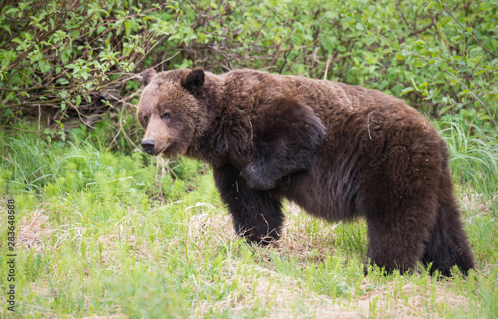 Grizzly bears during mating season in the wild