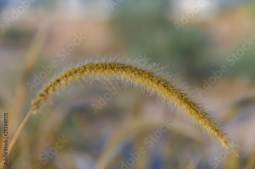 Single yellow fluffy grass with dew