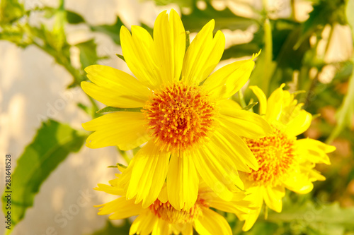 Macro photo of yellow chrysanthemum coronarium