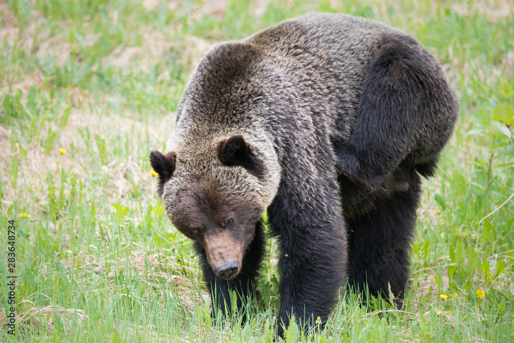 Grizzly bears during mating season in the wild