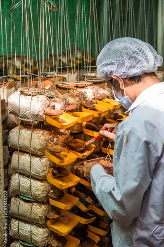 Lingzhi mushroom or Reishi mushroom on farm 