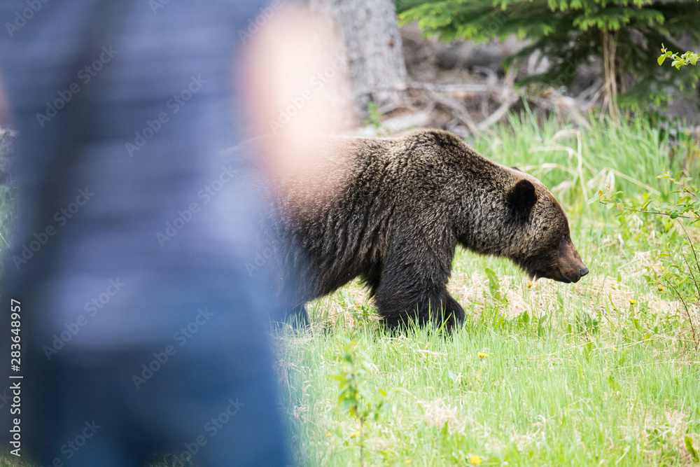 Fototapeta premium Grizzly bears during mating season in the wild