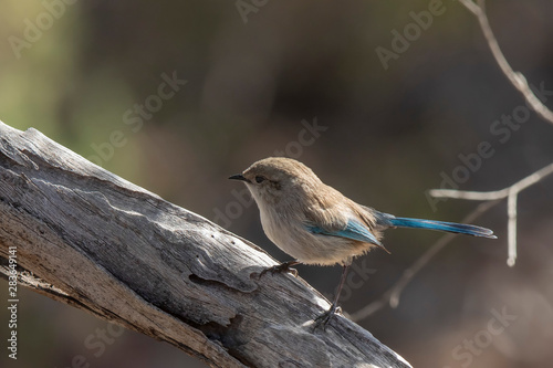 Fotografie Splendid Fairywren (Malurus splendens) subspecies musgravi.
