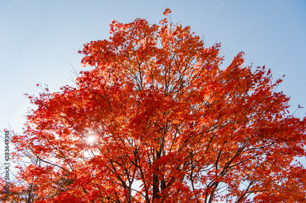The sun shines through the red maple leaves in the blue sky, autumn season, Nikko, Japan The sun shines through the red maple leaves in the blue sky, autumn season, Nikko, Japan