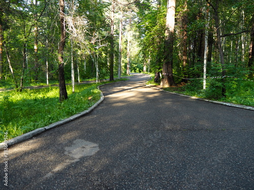 walkways in the park trees summer sun