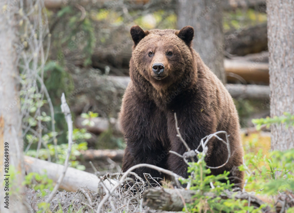 Grizzly bears during mating season in the wild Grizzly bears during mating season in the wild
