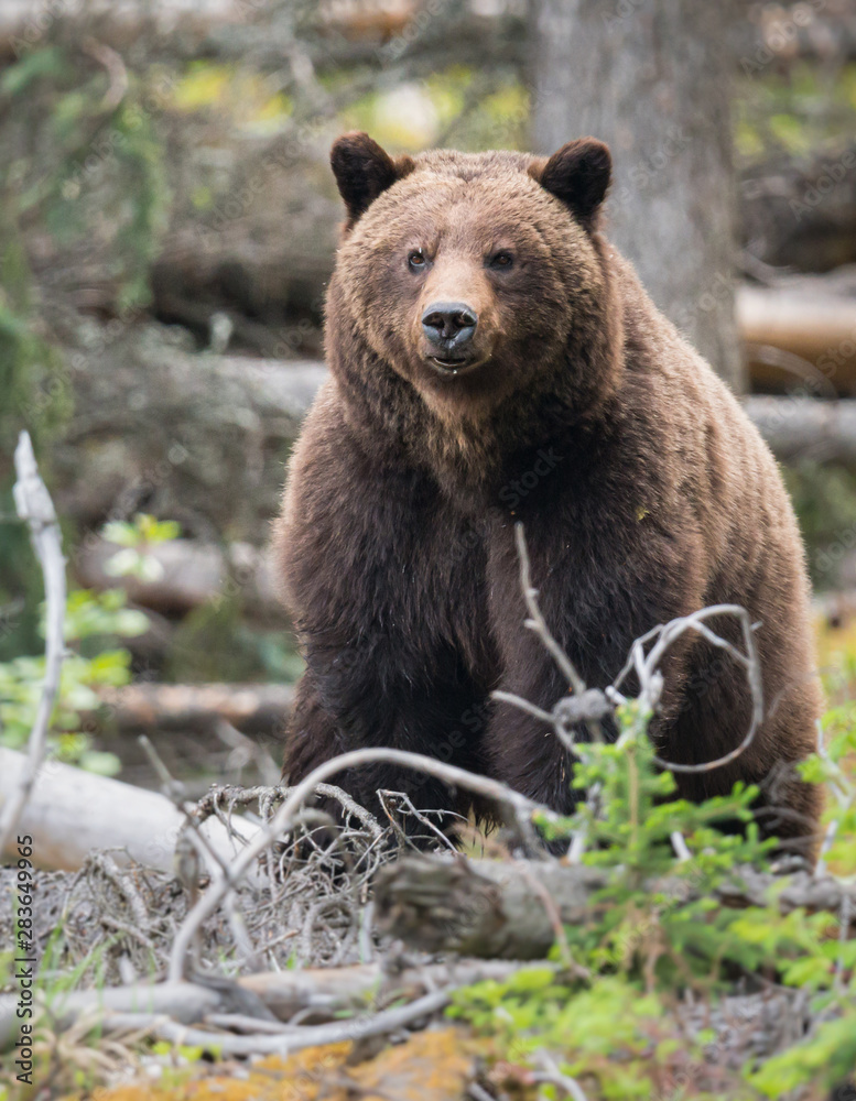 Grizzly bears during mating season in the wild