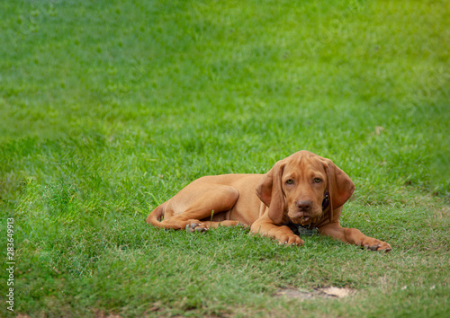 a brown puppy vizsla lying in the grass resting comfortably