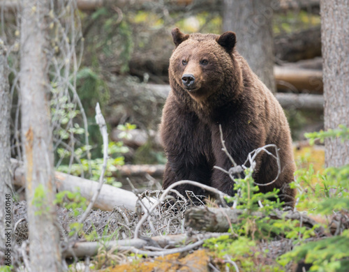 Grizzly bears during mating season in the wild