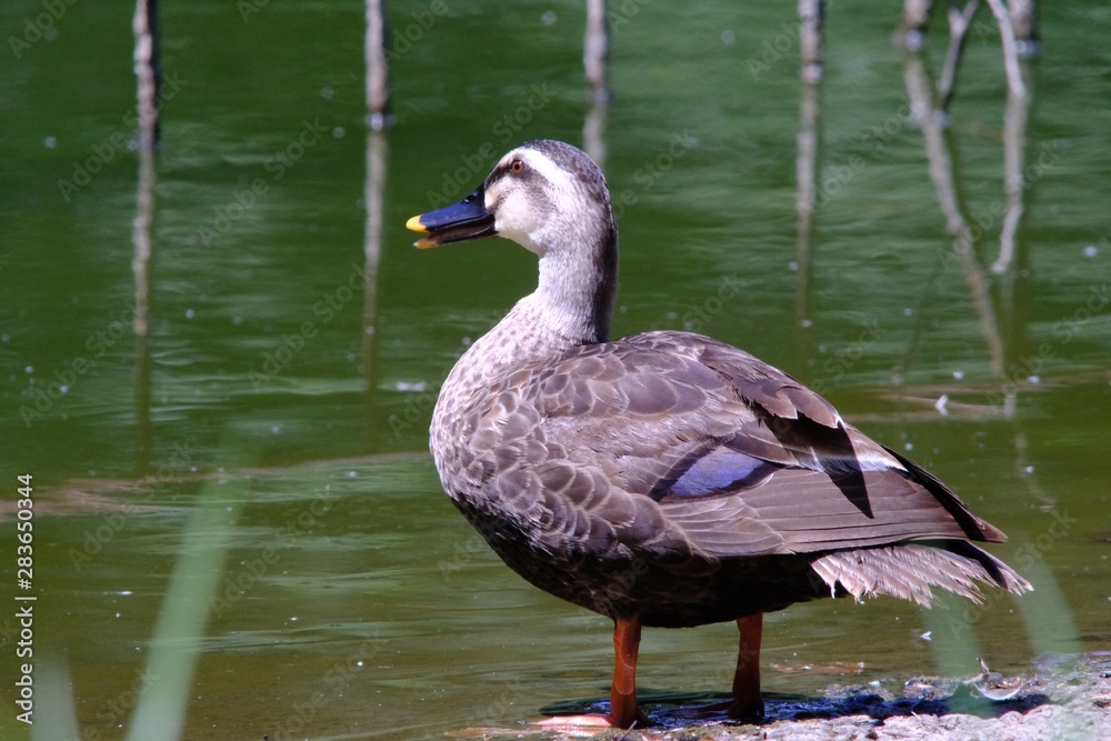 duck on water duck on water