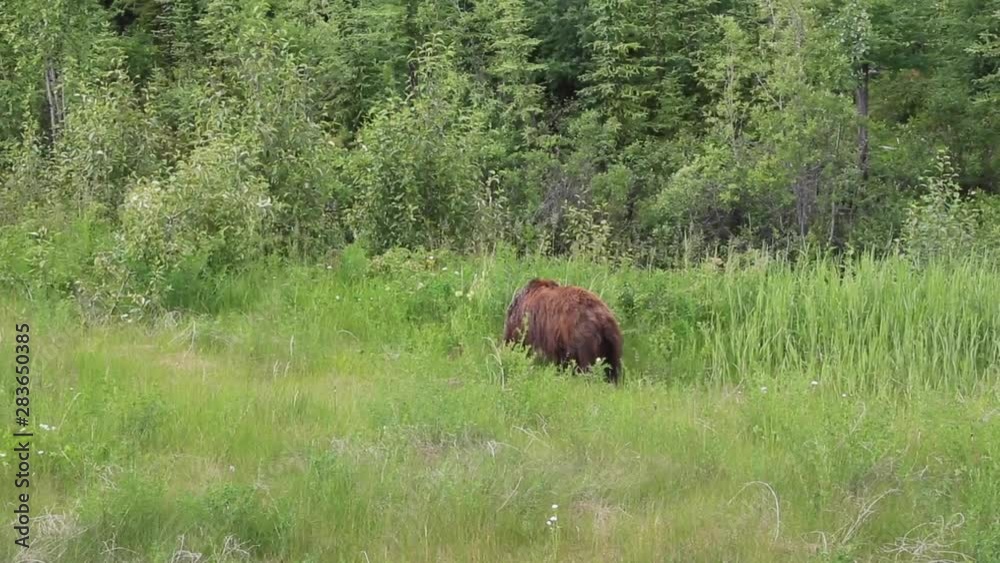 Single Grizzly bear grazing as second grizzly enters frame. Single Grizzly bear grazing as second grizzly enters frame.