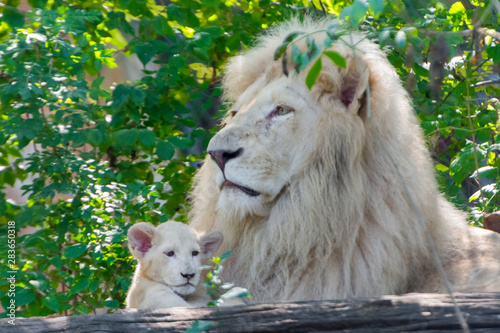 Father and daughter white South African lions