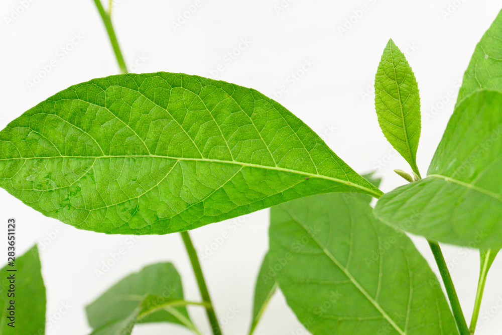 Fototapeta premium Gymnanthemum extensum leaves​ isolated​ on​ white​ background​.
