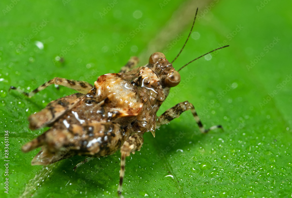 Macro Photo of Spotted Grasshopper on Green Leaf with Dew Macro Photo of Spotted Grasshopper on Green Leaf with Dew