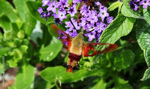 Hummingbird Clearwing moth 