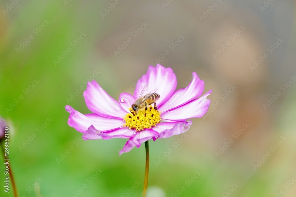 《R105沿いの紅葉》秋田県由利本荘市